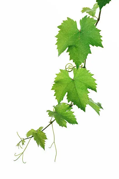 Photo of Grape leaves