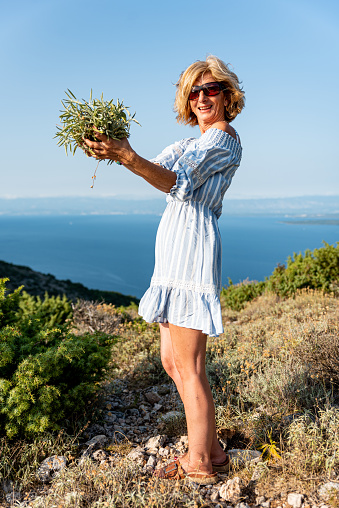 Woman on Vacation Enjoy Picking Wild Aromatic Sage Growing on the Mediterranean Coastline Hills of Cres Island, Croatia
