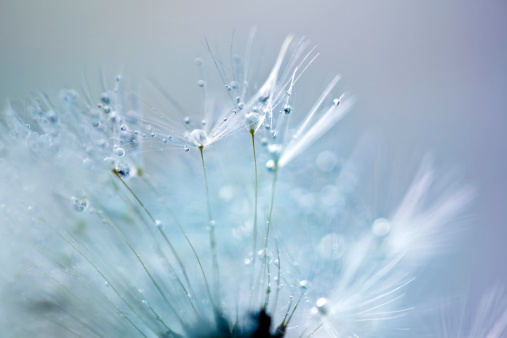 Dandelion flowers on a green meadow in spring. Dandelion flower background.