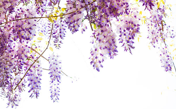 hanging wisteria vine con flores púrpura - wisteria fotografías e imágenes de stock