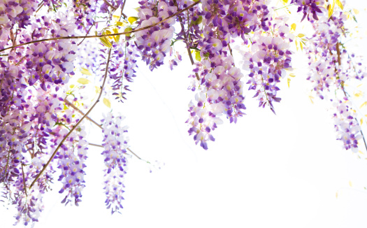 Hanging Wisteria Vine With Purple Flowers With Natural Lens Flare