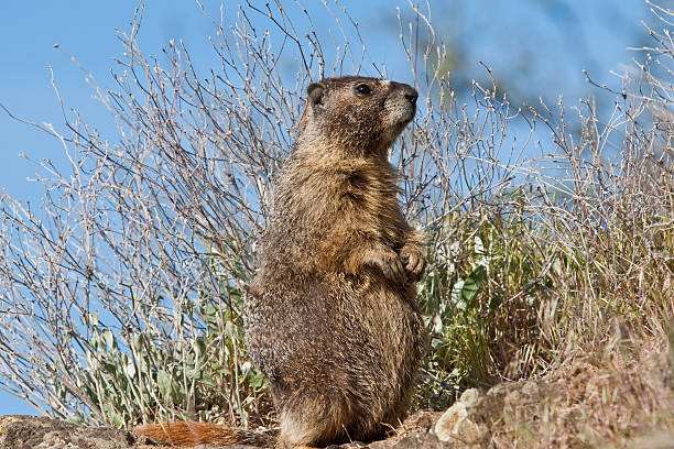 żółty bellied marmot stać na hind nogi - groundhog animal animal behavior beauty in nature zdjęcia i obrazy z banku zdjęć