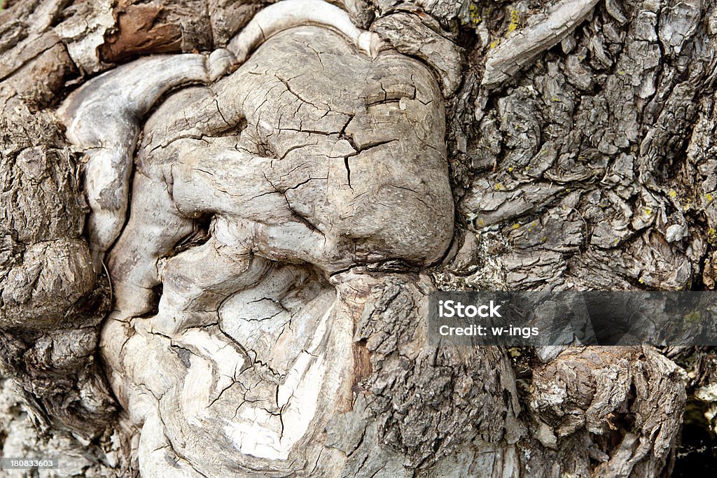 Viejo árbol de corteza textura - Foto de stock de Abstracto libre de derechos