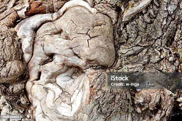 Foto de Textura De Casca De Árvore Velha e mais fotos de stock de Abstrato - Abstrato, Antigo, Bosque - Floresta
