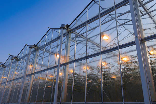 istock assimilation lights in a greenhouse 180833633