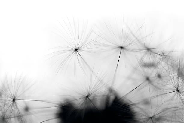 istock Macro Shot Of Dandelion Seed 180833655