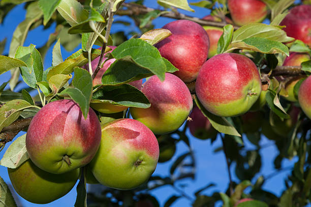 maçãs na árvore - macintosh apple imagens e fotografias de stock