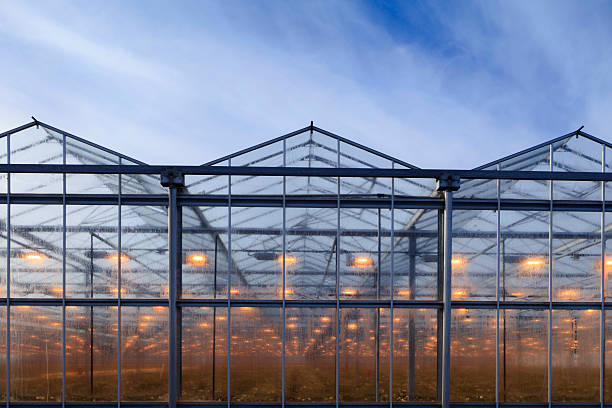 istock assimilation lights in a greenhouse 180833795