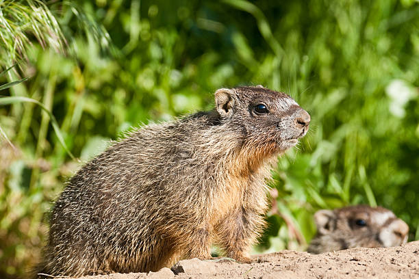 para żółty bellied marmots - groundhog animal animal behavior beauty in nature zdjęcia i obrazy z banku zdjęć