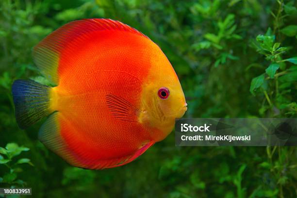 Diskuswurf Red Buntbarsch Im Aquarium Stockfoto und mehr Bilder von Aquarium - Haustierbedarf