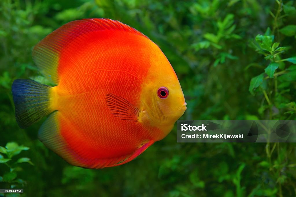 Rzut dyskiem (Symphysodon), red Pielęgnica w aquarium - Zbiór zdjęć royalty-free (Akwarium)
