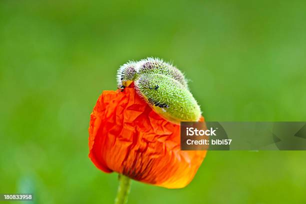 Informationen Zu Beobachten Stockfoto und mehr Bilder von Baumblüte - Baumblüte, Blume, Einzelne Blume