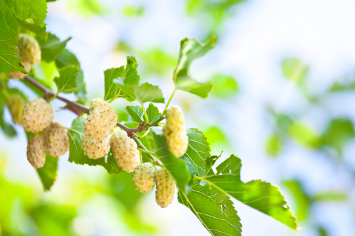 White mulberry's growing on tree