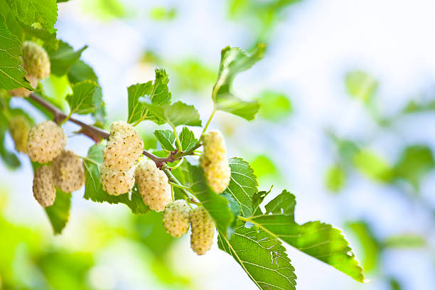 biały mulberry - mulberry bush zdjęcia i obrazy z banku zdjęć