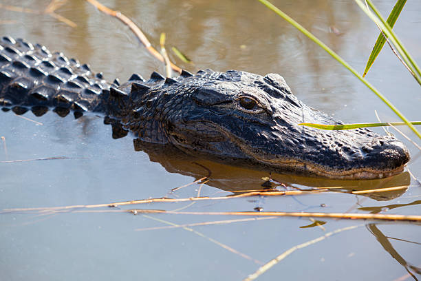 istock Alligator in the Everglades National Park 180834117