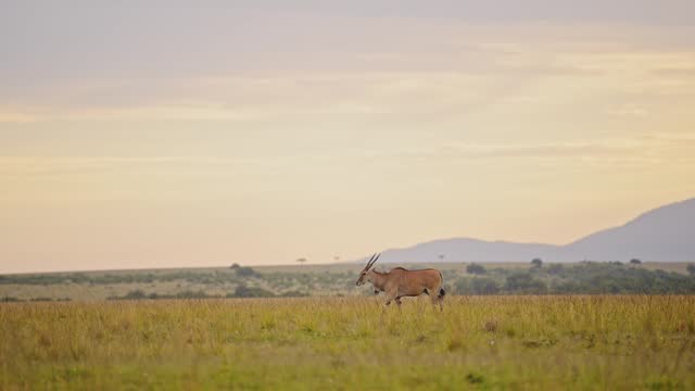 Slow Motion Shot of Topi running across the beautiful lush african landscape, mountains in the background on the empty savannah savanna, African Wildlife in Masai Mara