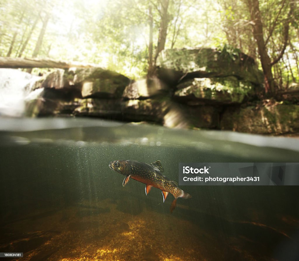 Wild Brook Trota Subacqueo - Foto stock royalty-free di Acqua