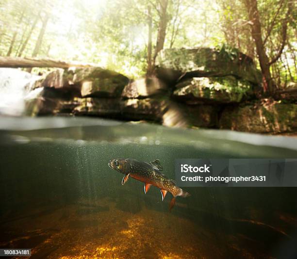 Wild Brook Trota Subacqueo - Fotografie stock e altre immagini di Acqua - Acqua, Split Screen, Acqua dolce