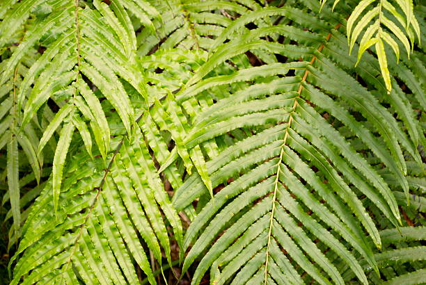 felce'kiokio'della nuova zelanda - plant size foto e immagini stock