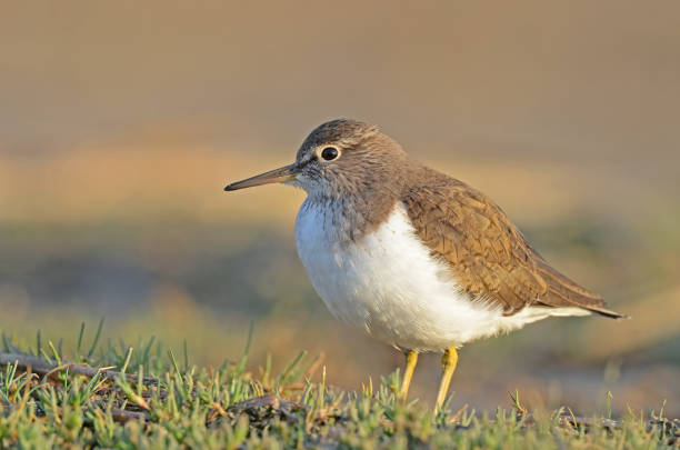 istock Common Sandpiper (Actitis hypoleucos) feeding in a wetland. 1808346353