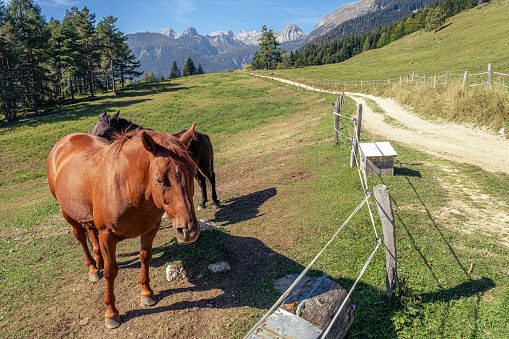Two horses on the meadow Uskovnica (near Bohinj), with Julian Alps in the background