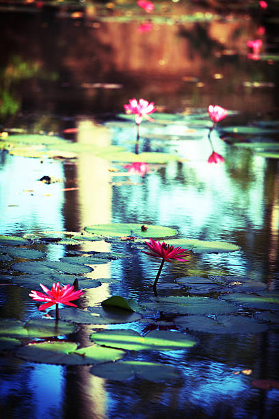 Water Lily "Water lily in a pond, cross-processed." park leaf flower head saturated color stock pictures, royalty-free photos & images