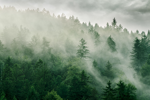 Dark clouds over evergreen forest in fog. Find more in 