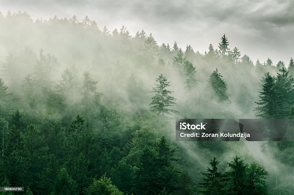 Forest in fog Dark clouds over evergreen forest in fog. Find more in  Forest Stock Photo