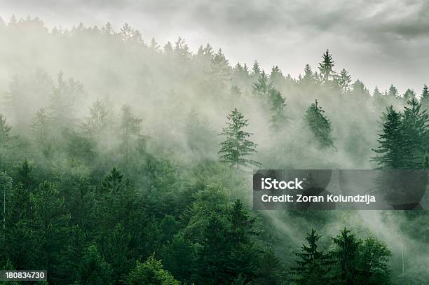 Forest In Fog Stock Photo - Download Image Now - Forest, Fog, Tree