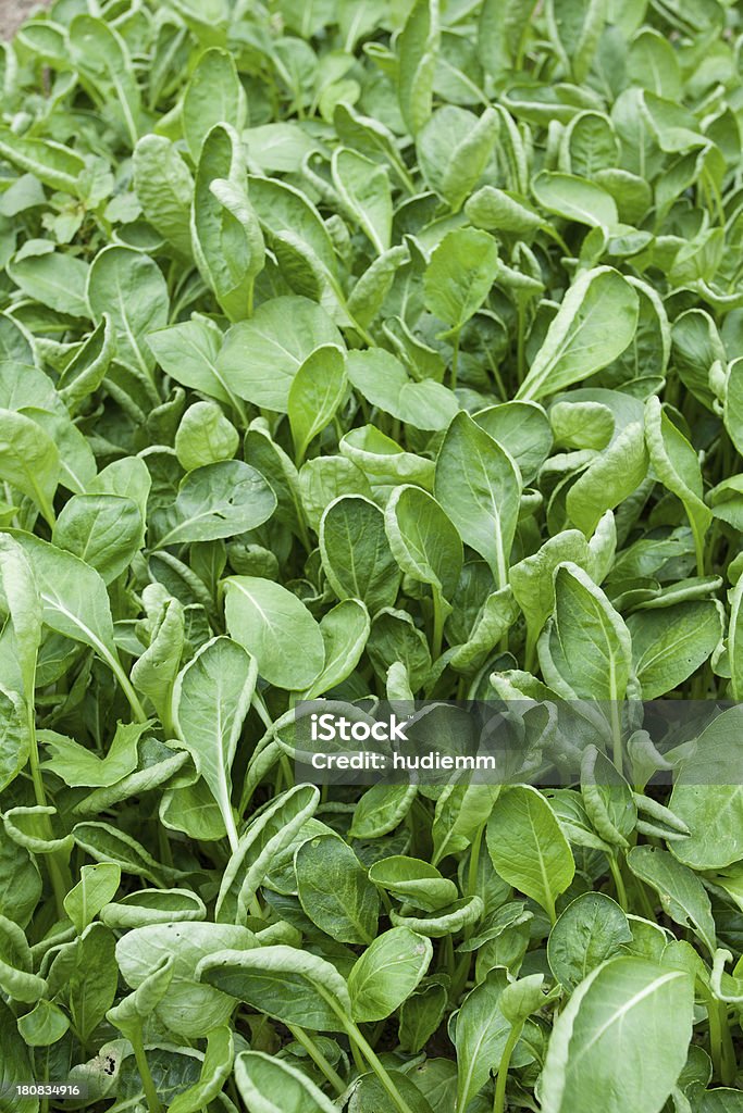 Green vegetables field Bok choy field Agricultural Field Stock Photo