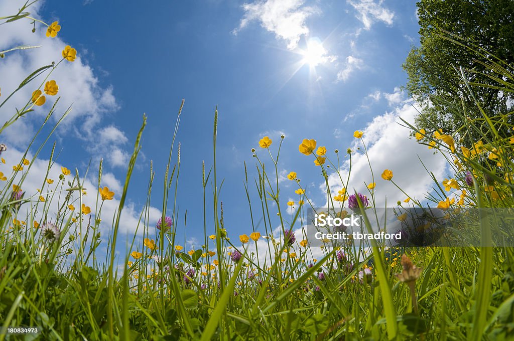 Flores silvestres en un prado - Foto de stock de Aire libre libre de derechos