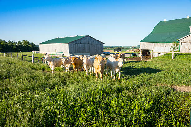 Limousin cattle in a pasture