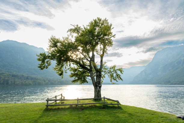 istock Damaged single iconic tree on lake Bohinj 1808350608