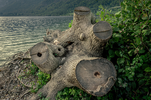 Interesting stump of a tree with multiple trunks by the shores of lake Bohinj