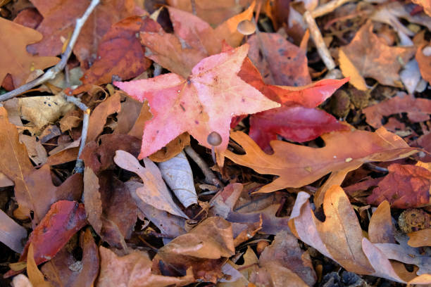 istock Autumn vibe in Sherwood AR 1808351123