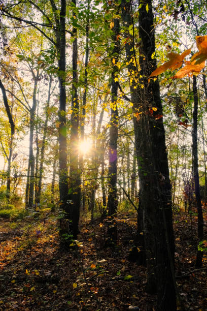 istock Autumn vibe in Sherwood AR 1808351126