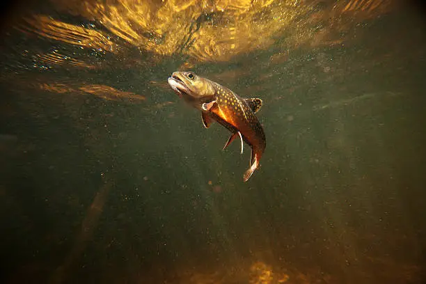 This is a beautiful wild brook trout underwater in a spring fed stream.  You won't find these colors on a stocked fish.  There is a slight amount of grain in the shot which should be expected for a low light situation like this.