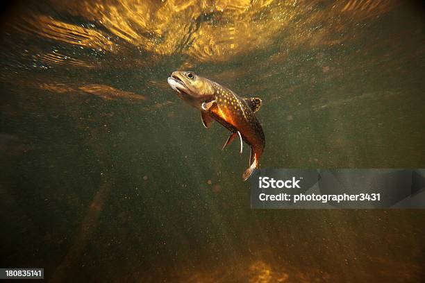 Foto de Wild Brook Truta Debaixo Dágua e mais fotos de stock de Truta - Truta, Truta-das-Fontes, Riacho