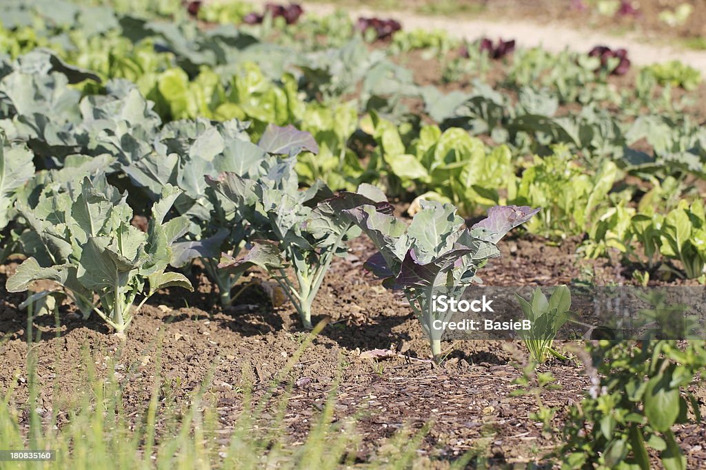 Jardin potager - Photo de Jardin d'herbes aromatiques libre de droits