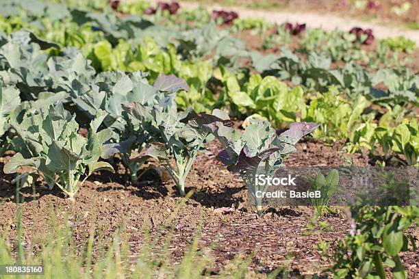 Photo libre de droit de Jardin Potager banque d'images et plus d'images libres de droit de Jardin d'herbes aromatiques - Jardin d'herbes aromatiques, Agriculture, Bette