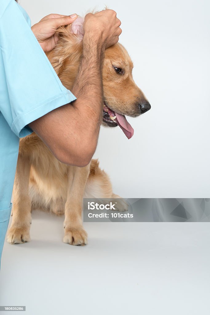 Examinando perro en escritorio - Foto de stock de Accesorios para animales domésticos libre de derechos