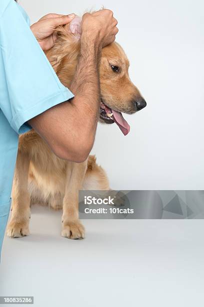 Examinando Perro En Escritorio Foto de stock y más banco de imágenes de Accesorios para animales domésticos - Accesorios para animales domésticos, Adulto, Animal