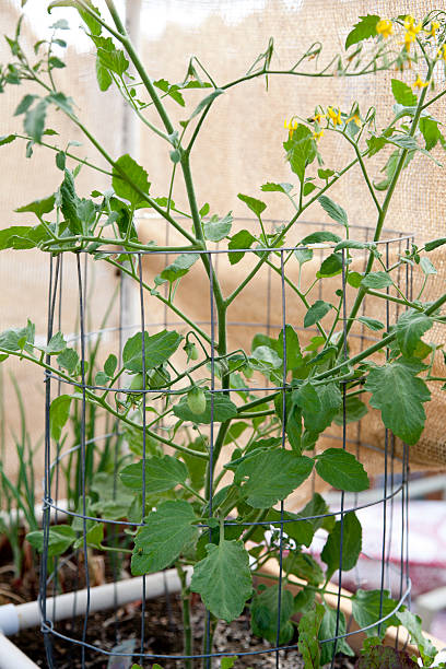 Tomato Plant and Cage in Raised Bed Garden A grape tomato plant inside a cage in a home raised bed garden with pvc pipe watering system. tomato cages stock pictures, royalty-free photos & images
