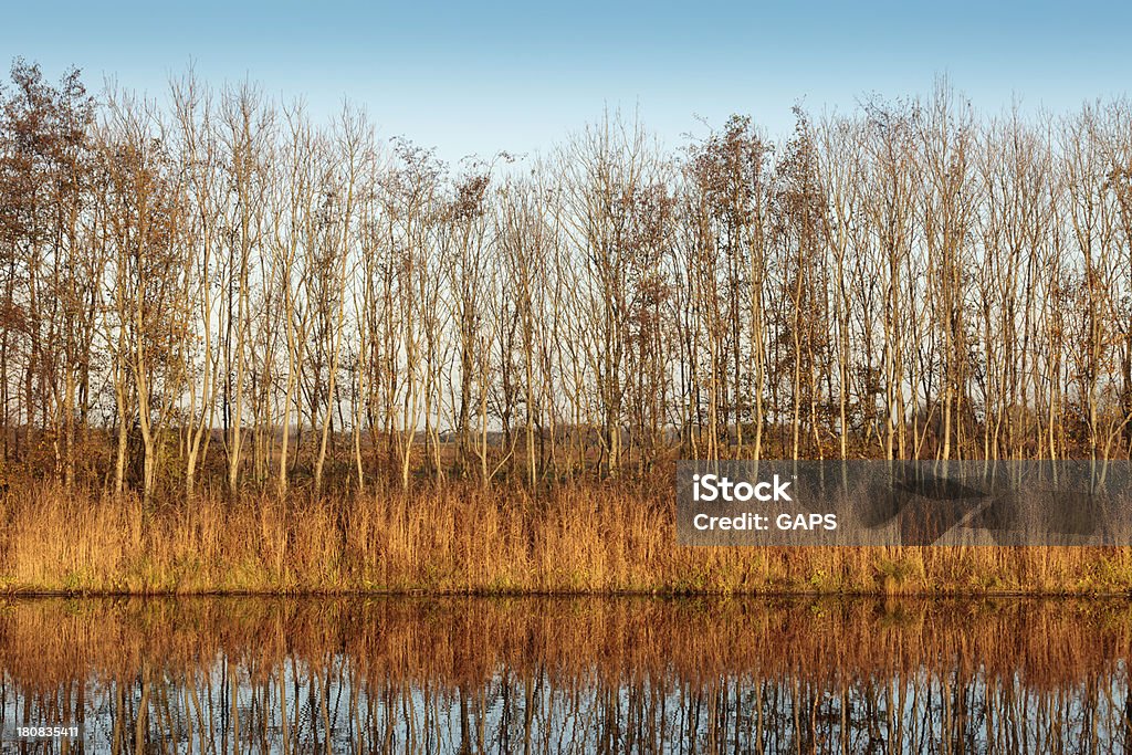 Alberi e reed lungo il canale - Foto stock royalty-free di Albero