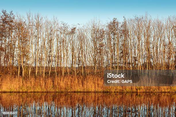 Alberi E Reed Lungo Il Canale - Fotografie stock e altre immagini di Albero - Albero, Canale, Canna palustre