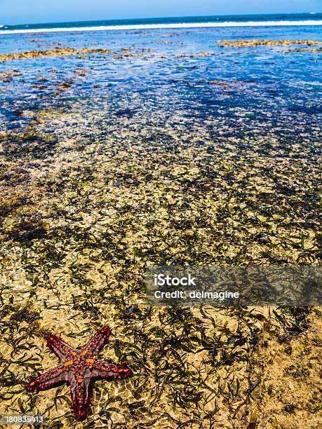 Common Starfish Stock Photo - Download Image Now - Africa, Animal, Animal Arm