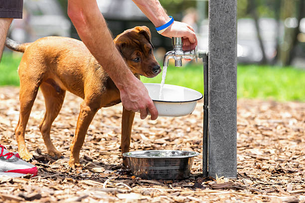 Dog at a water fountain Man filling a water bowl for a dog at the park.RM.  rrDogs & Puppies jodijacobson stock pictures, royalty-free photos & images