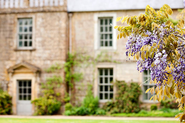 Stately Home, Wisteria Wisteria flowering in the grounds of an Elizabethan property, Mapperton House - an English stately home in the Dorset countryside elizabethan style stock pictures, royalty-free photos & images