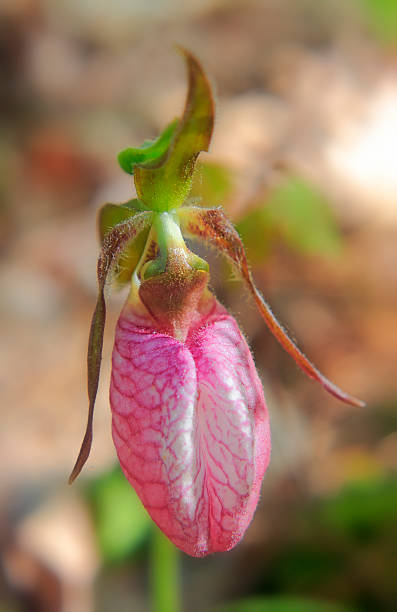 istock Pink Lady's Slipper Orchid 180835475
