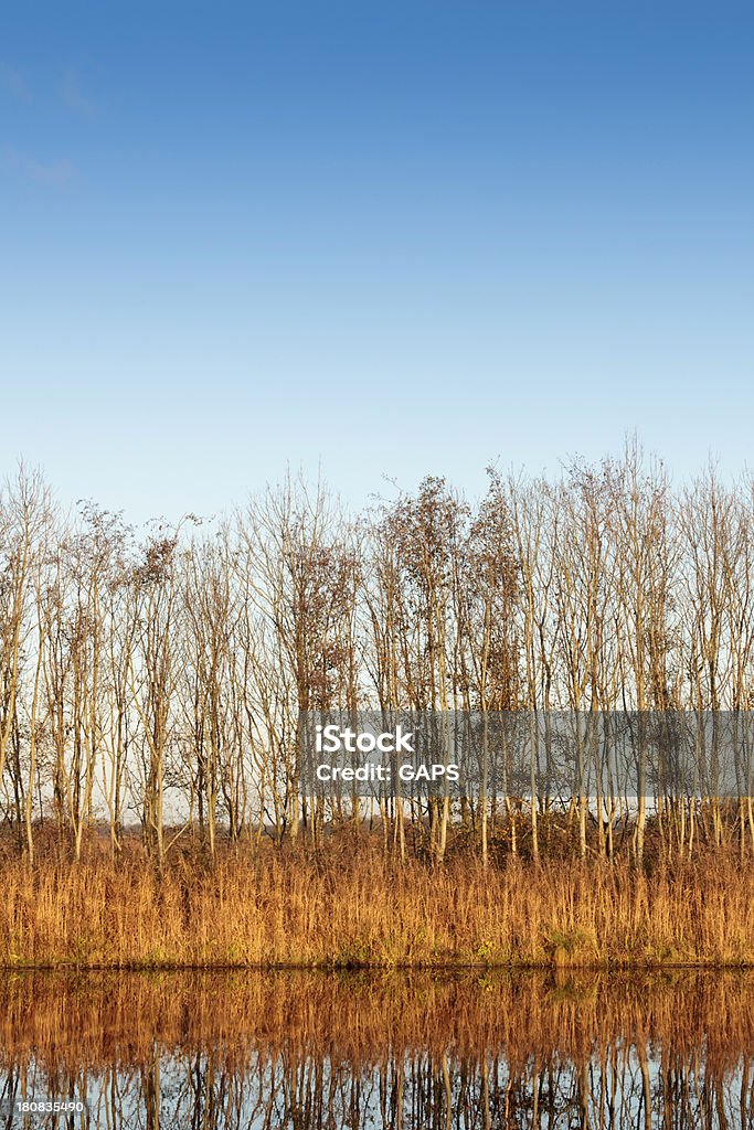 Arbres et reed le long des canaux - Photo de Arbre libre de droits